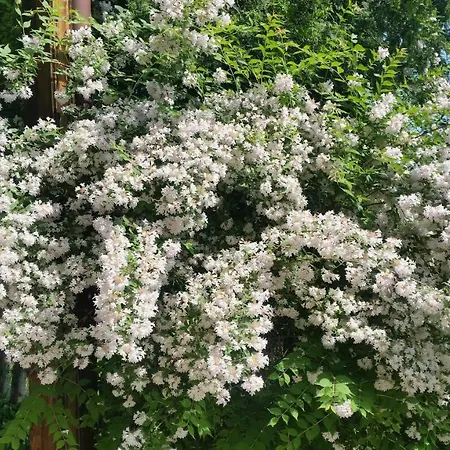 Appartement - Brzozowy Zagajnik *