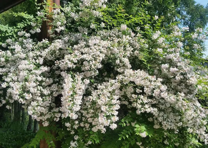 아파트 - Brzozowy Zagajnik *